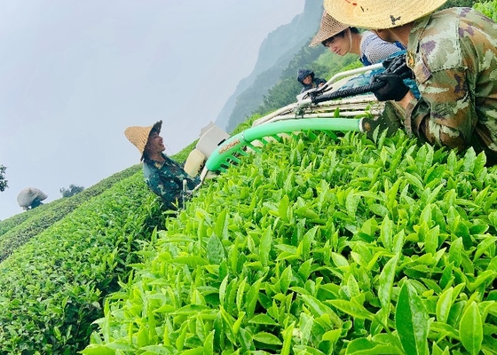 Le thé blanc Anji, d'abord cueilli au printemps, de couleur brun foncé, favorise une meilleure digestion.