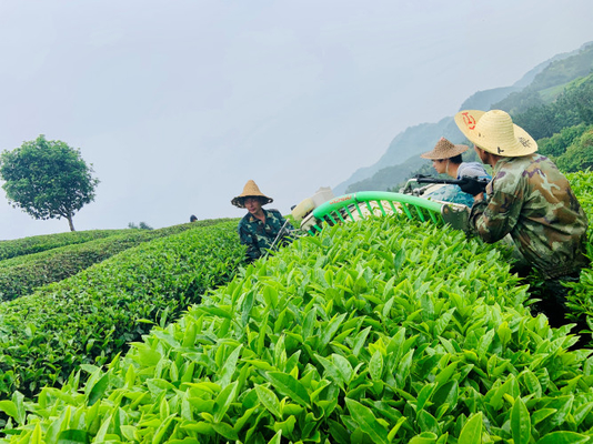 Découvrez la saveur exquise du thé Huang Guan Yin - Conservez-le dans un endroit sec et frais