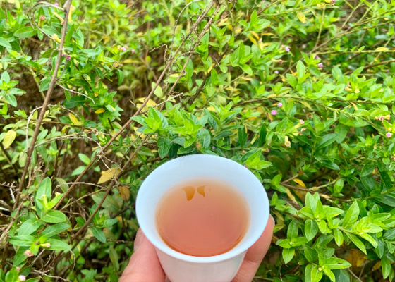 Embarquez sur un voyage plus sain avec un temps de brassage de 3-5 minutes Alternative saine au thé