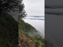 Vidéo de la carte de l'arbre à thé