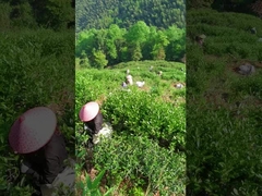 Vidéo de la carte de l'arbre à thé